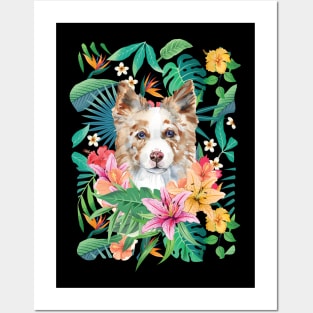 Tropical Red Merle Border Collie 4 Posters and Art